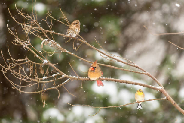 istock A sparrow, a cardinal and an American goldfinch sitting on a branch while it is snowing 1068104384