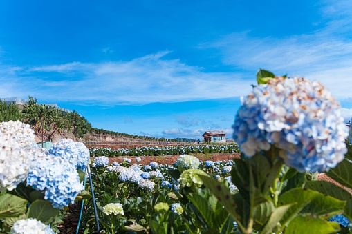 Field of hydrangeas flowers, these beautiful flowers are grown at land Da Lat, Vietnam. Vietnam Discovery so beautiful