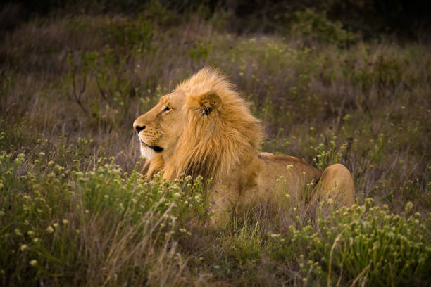 istock young male lion in the grass 1068117806