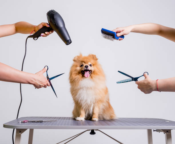 Professional cares for a dog in a specialized salon. Groomers holding tools at the hands. Professional cares for a dog in a specialized salon. Groomers holding tools at the hands. White background groom human role stock pictures, royalty-free photos & images