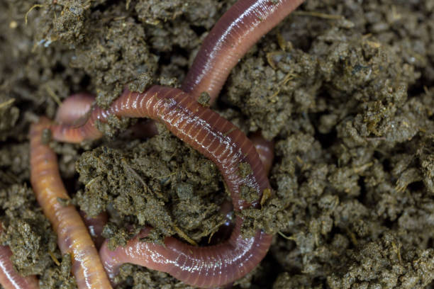 istock Earthworm economic animals 1068118658