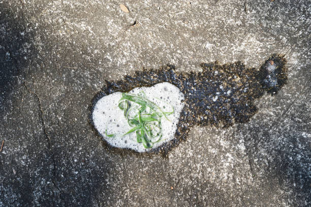 Dog vomit on the concrete floor Leaves of green grass in the white foam of piles of dog vomit on the concrete floor puke green color stock pictures, royalty-free photos & images