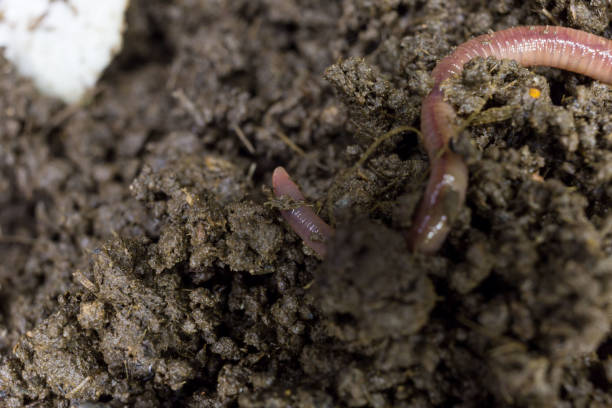 istock Earthworm economic animals 1068118722