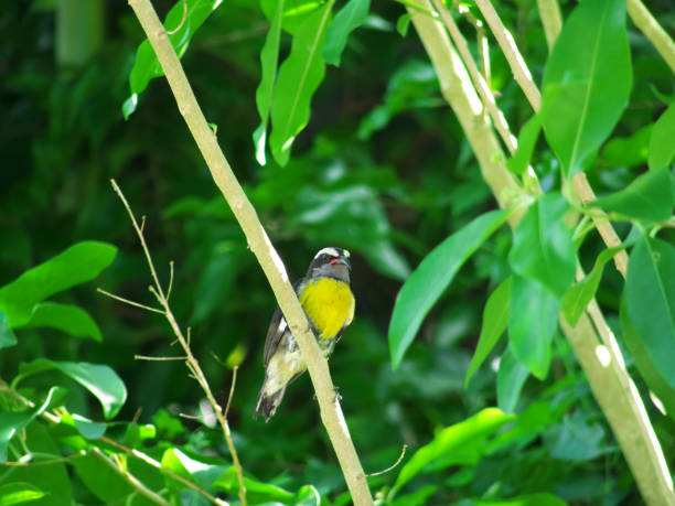 istock The best of nature warbler birds. 1068119794