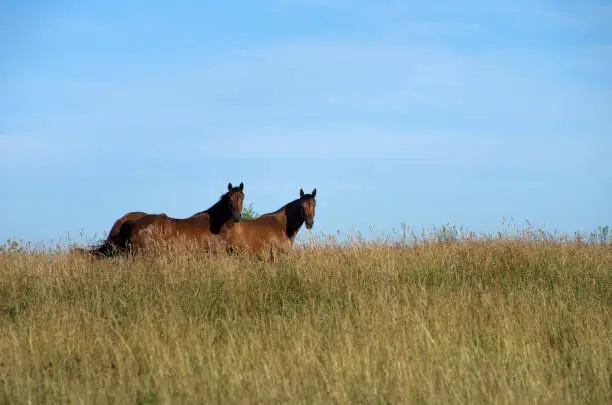 Photo of Two Horses in Meadow
