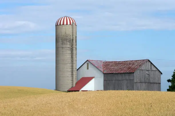 A single wood barn and cement silo next to a field of ripening wheat. Plenty of copy space with nice contrast of colors.
