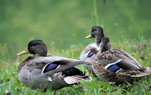 istock Mallard Ducks - Kennet Square-PA-USA 1068137322
