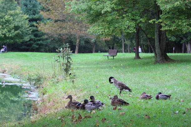 istock Mallard Ducks - Kennet Square-PA-USA 1068137366