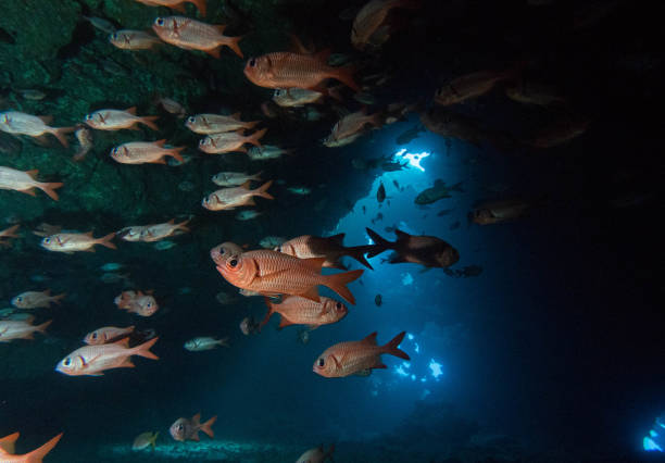 istock diving, scuba, lanai, hawaii 1068137516