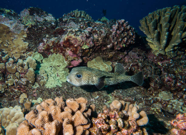 istock diving, scuba, lanai, hawaii 1068137520