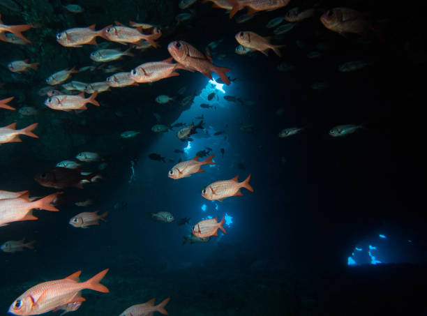 istock diving, scuba, lanai, hawaii 1068137524