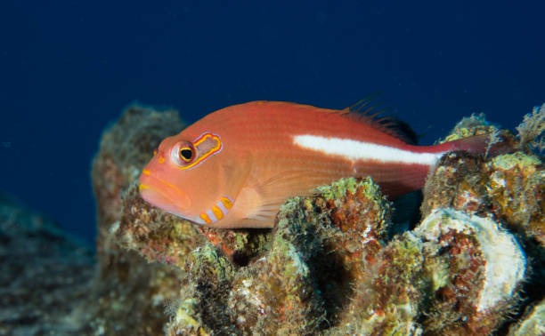 istock diving, scuba, lanai, hawaii 1068138664