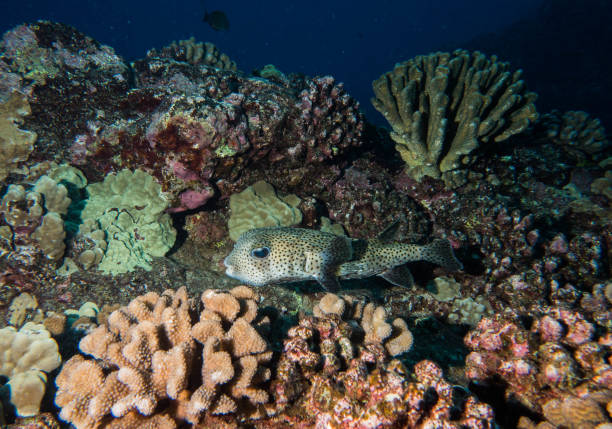istock diving, scuba, lanai, hawaii 1068138746