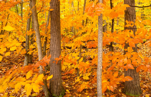 istock Dark Bark Thick Tree Trunk Fall Color Seasonal Leaves Forest 1068138796