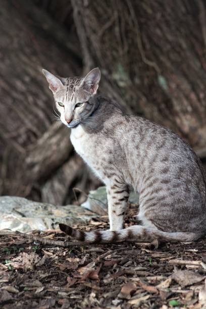 istock close up image of a tabby siamese cat outdoors with copy space 1068140894