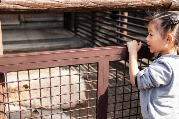 istock A girl watching capybaras at the zoo 1068150512