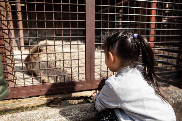istock A girl watching capybaras at the zoo 1068150590