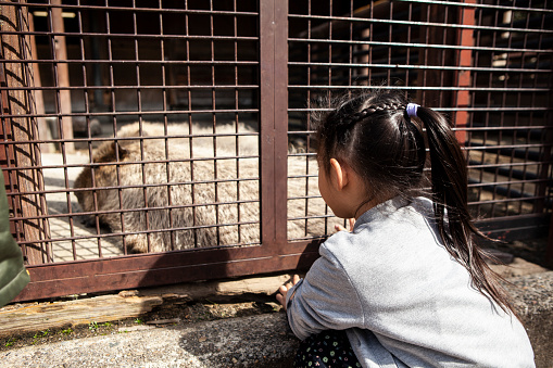 A girl watching capybaras at the zoo