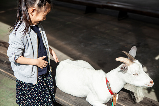 A girl playing with a goat in a zoo