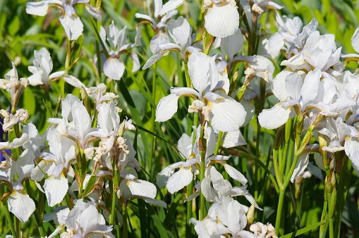 Iris sibirica white flowers in green grass