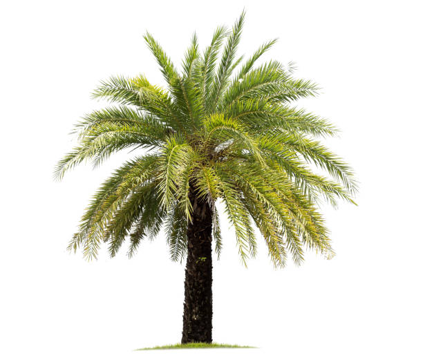 istock isolated big palm tree on White Background.Large palm trees database Botanical garden organization elements of Asian nature in Thailand, 1068152168