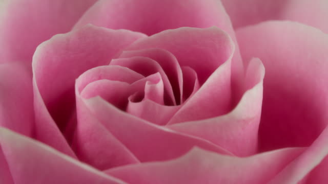 Beautiful Blooming Pink Rose Closeup