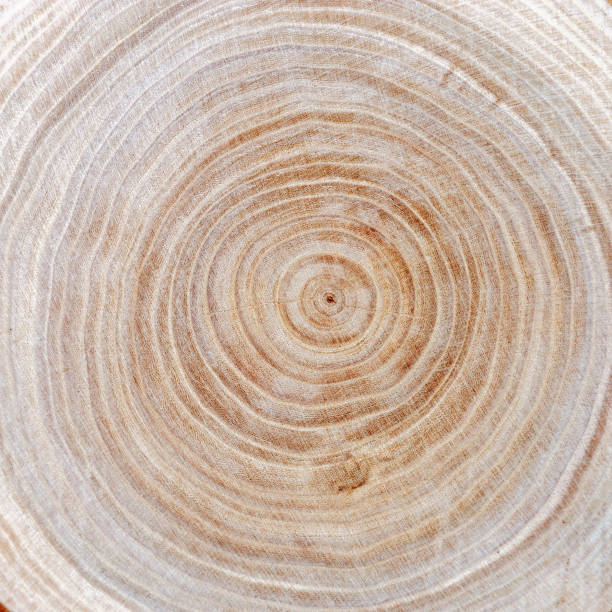 istock Close up wooden cut texture. Tree rings. Natural organic background. 1068160908