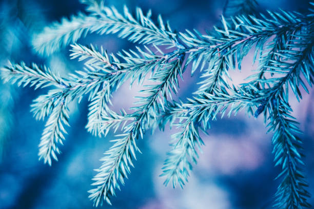 istock Christmas background. Green fir tree. 1068165038