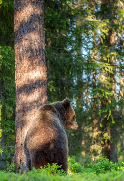 Brown bear in the summer forest at sunny day.