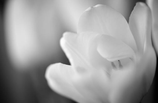 istock Beautiful tulip lit with daylight close up. Black and white 1068171150