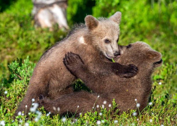 istock Brown Bear Cubs playfully fighting  in summer green forest. 1068171778
