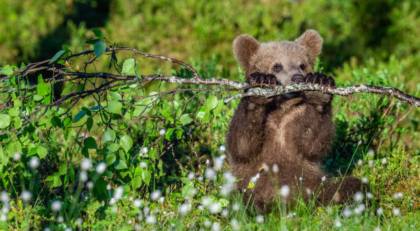 istock Brown Bear Cub play with birch branch 1068176776