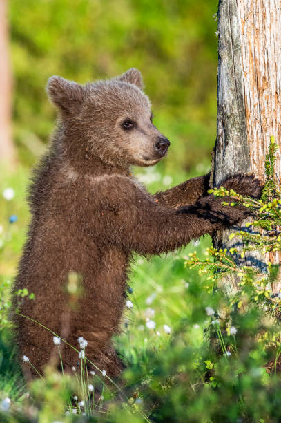 istock Brown bear cub stands on its hind legs in the summer forest. 1068181310