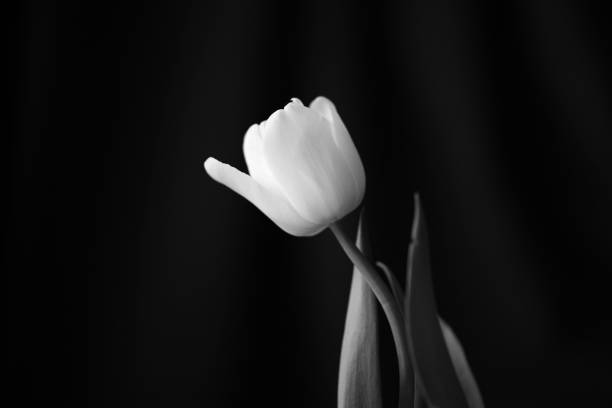 istock Beautiful tulip lit with daylight close up. Black and white 1068181516