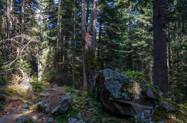 istock Forest landscape with rock and dead tree in Rila mountain, Bulgaria 1068185972