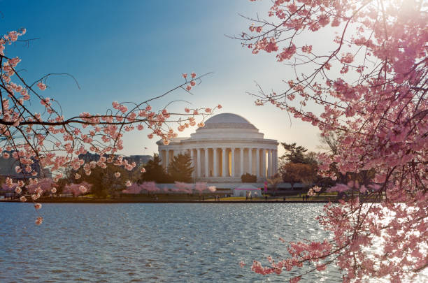 istock Cherry blossoms with the Jefferson Memorial 1068190530