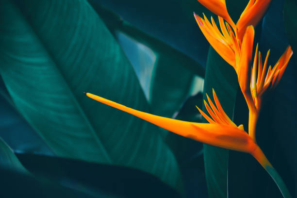 istock tropical exotic flower blooming on dark nature background 1068196034