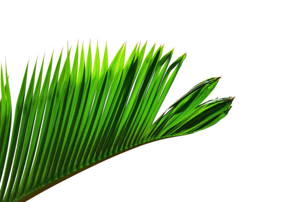 istock tropical palm leaf isolated on white background, clipping path included 1068196322
