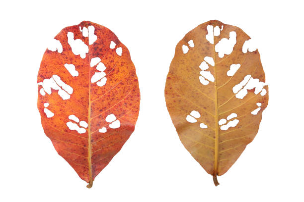 istock Leaves eaten by bugs isolated on white background 1068206838