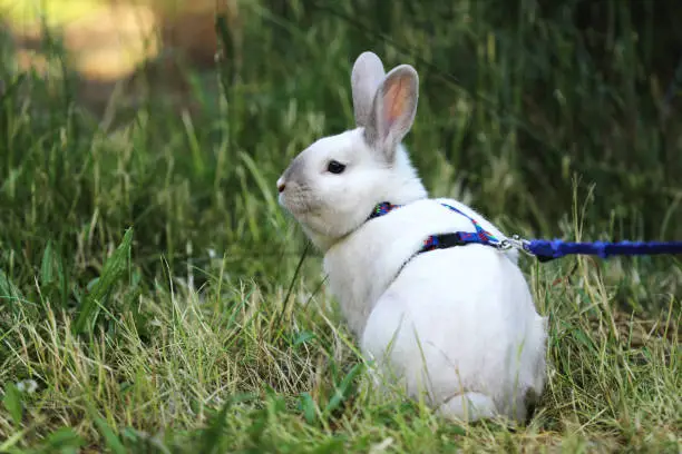 Photo of White rabbit with blue lead on the pasture
