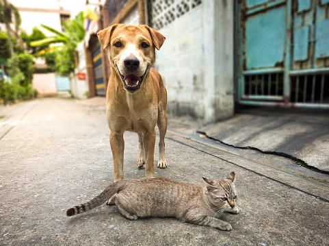 Cat and dog friend on the street.