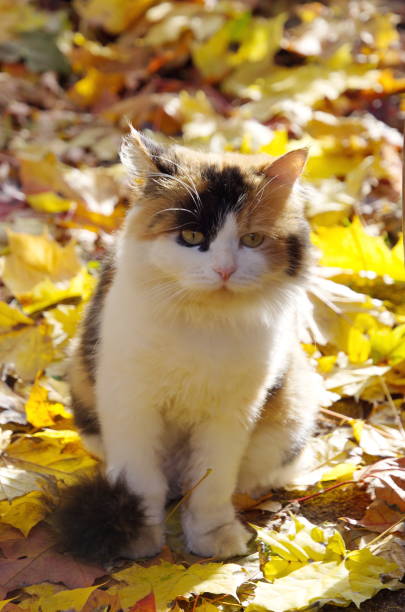 istock Beautiful cat in autumn outdoors 1068219334