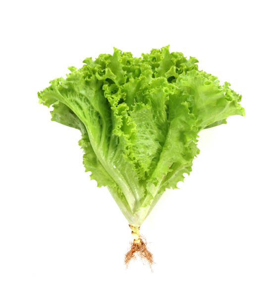 istock Lettuce nontoxic organic isolated on white 1068230852