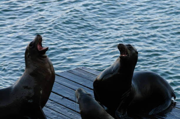 istock Sea Lions at the docks of Pier 39 1068242556