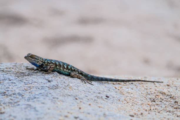 istock Western Fence Lizard in Joshua Tree National Park 1068243006
