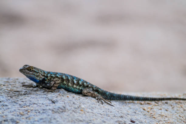 istock Western Fence Lizard in Joshua Tree National Park 1068243020