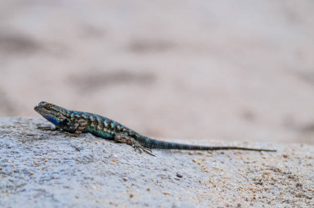 Western Fence Lizard in Joshua Tree National Park