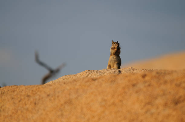 istock White Tailed Antelope Squirrel Ammospermophilus leucurus 1068243102
