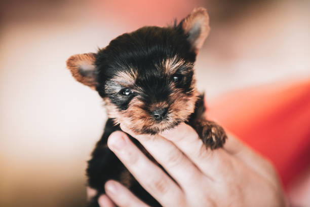 istock Small Cute Yorkshire Terrier Dog Puppy 1068243542