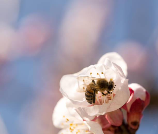 istock Bee and pink apricot flower Close up 1068245064